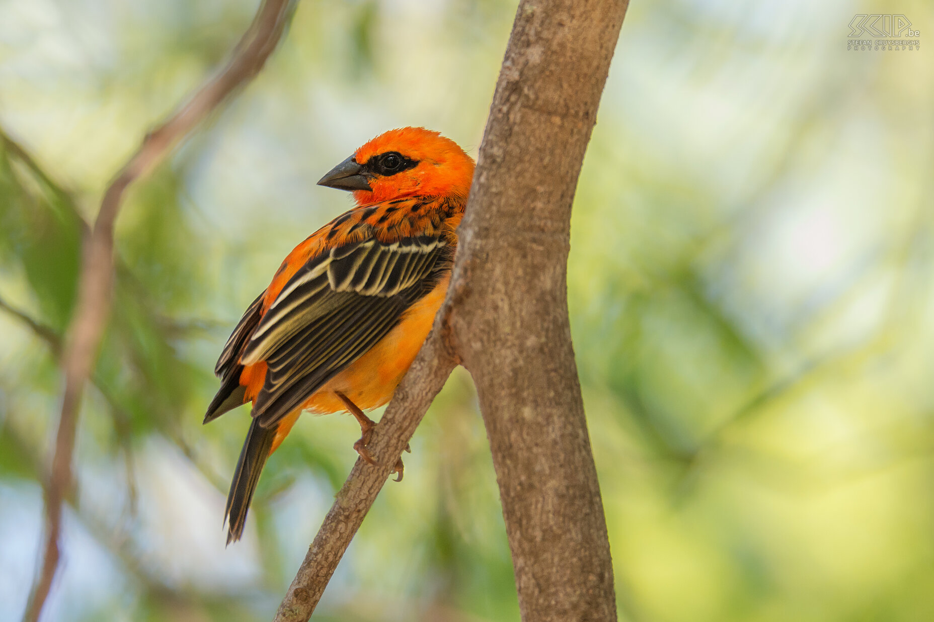 Ifaty - Reniala - Madagaskarwever Madagaskarwever (Madagascar fody, Red fody, Foudia madagascariensis) Stefan Cruysberghs